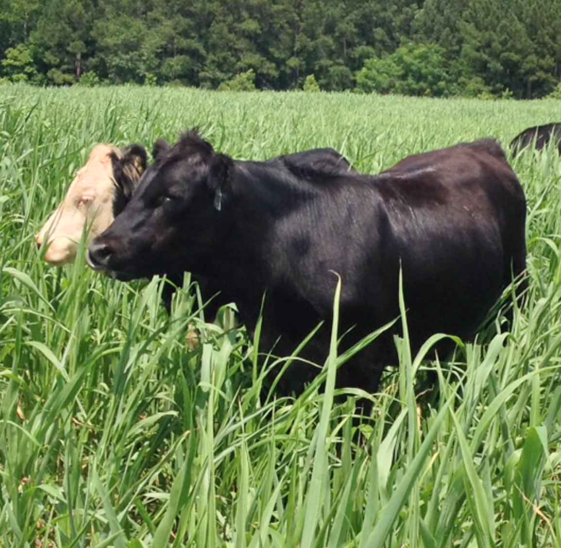 Farmgate Value Report